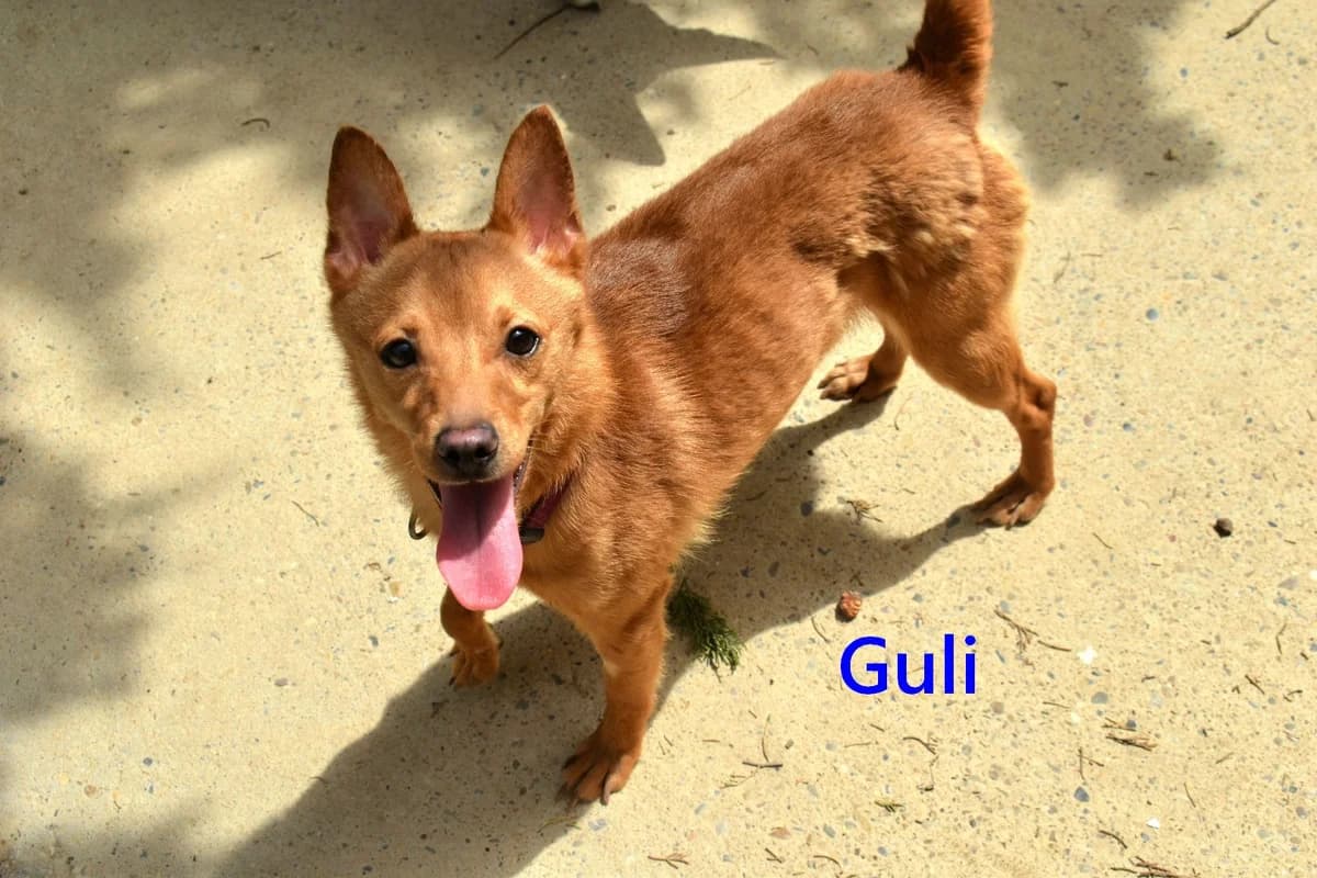 Guli, male 4yo Mixed Breed for adoption at SOS-Dogs e.V.