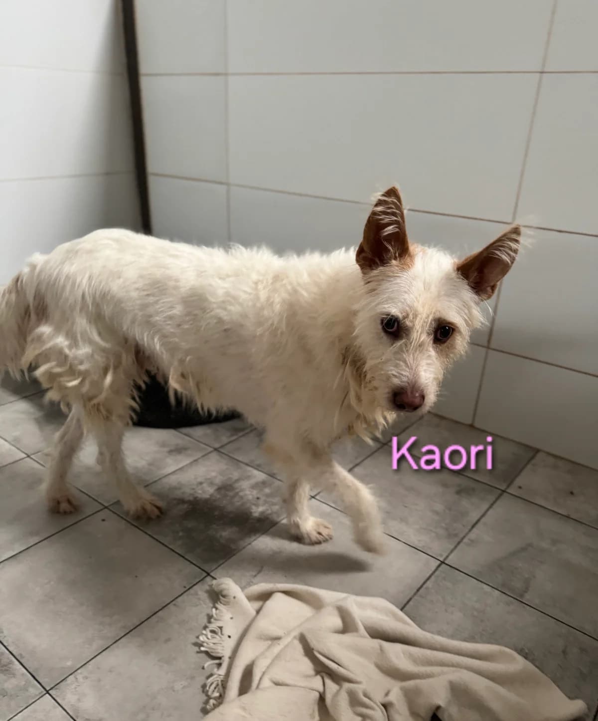 Kaori, female Podenco for adoption at SOS-Dogs e.V.