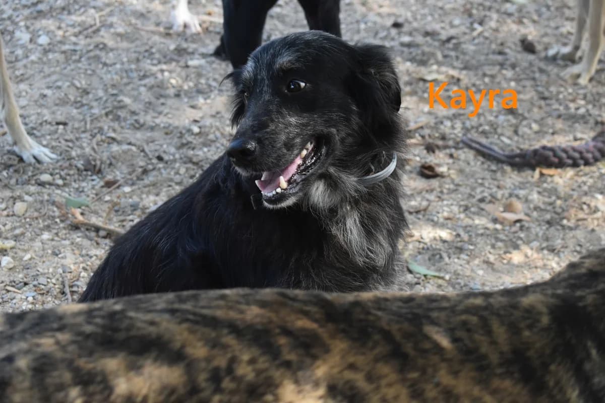 Kayra, female 5yo Border Collie for adoption at SOS-Dogs e.V.