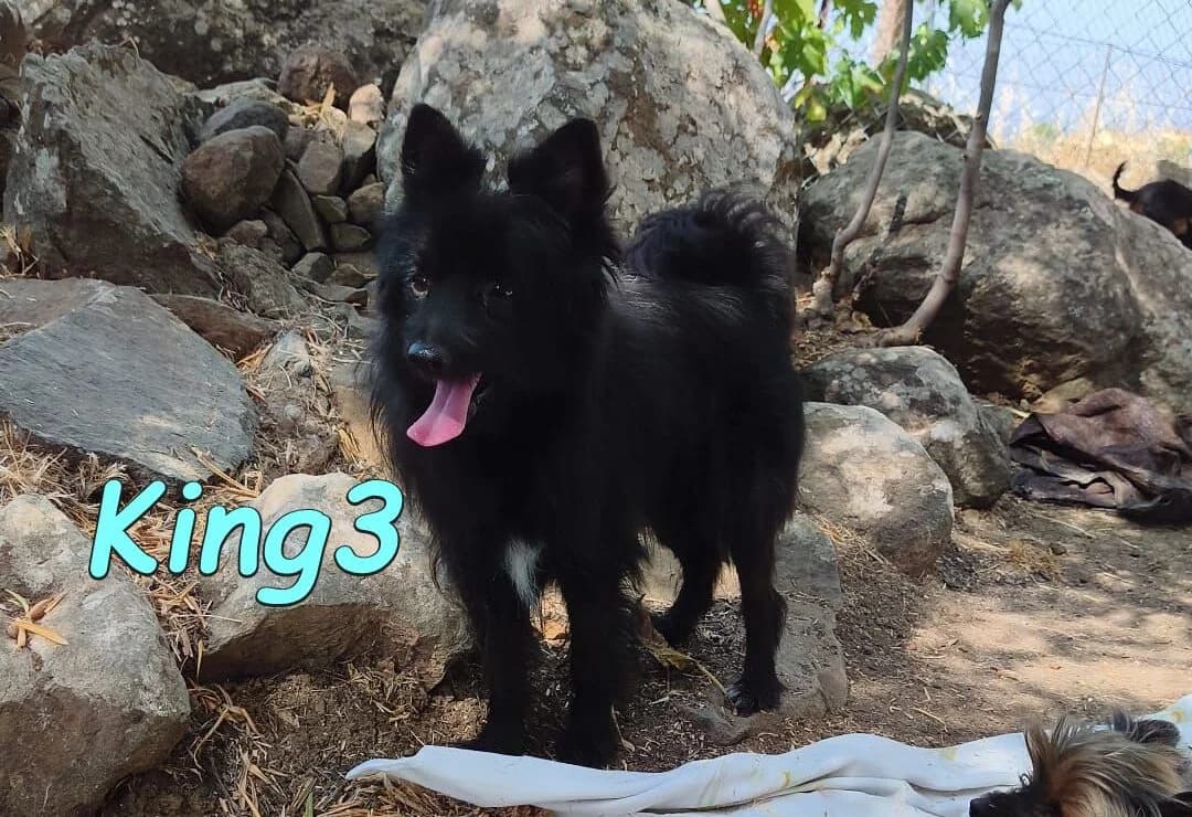 King3, male Pomeranian for adoption at SOS-Dogs e.V.