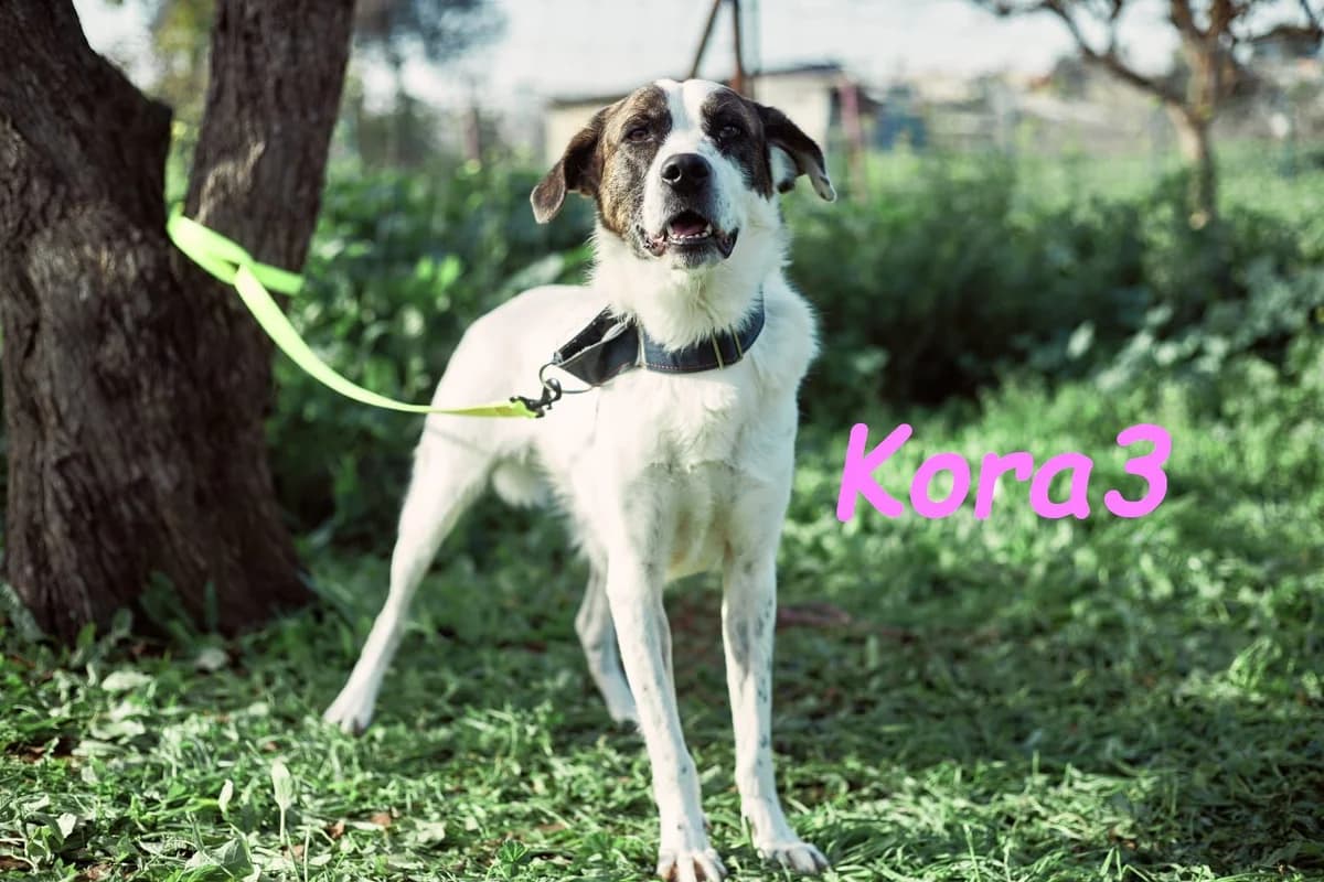 Kora3, female mixed breed for adoption at SOS-Dogs e.V.