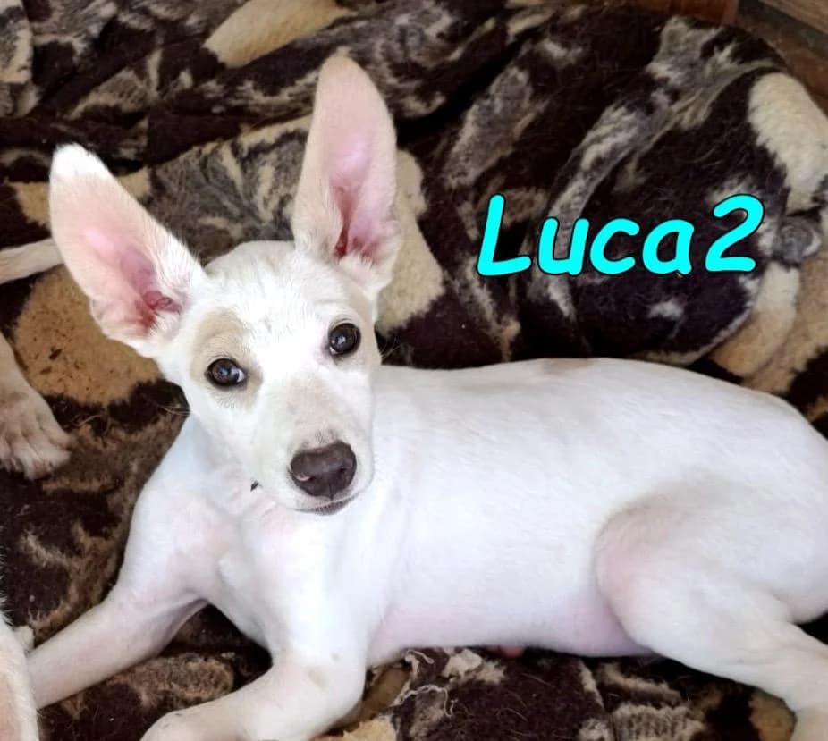 Luca2, male Podenco for adoption at SOS-Dogs e.V.