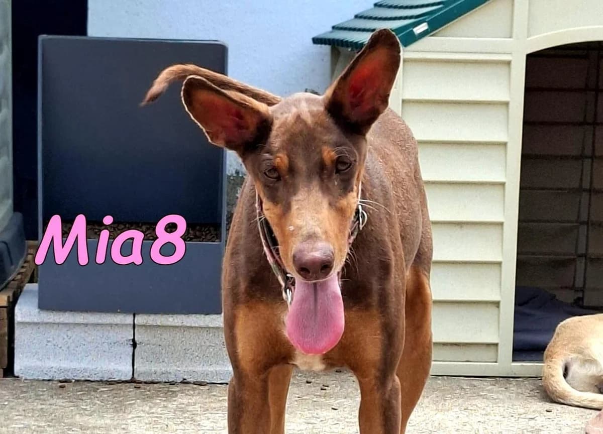 Mia8, female Podenco for adoption at SOS-Dogs e.V.