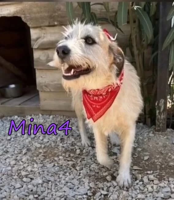 Mina4, female Mixed Breed for adoption at SOS-Dogs e.V.