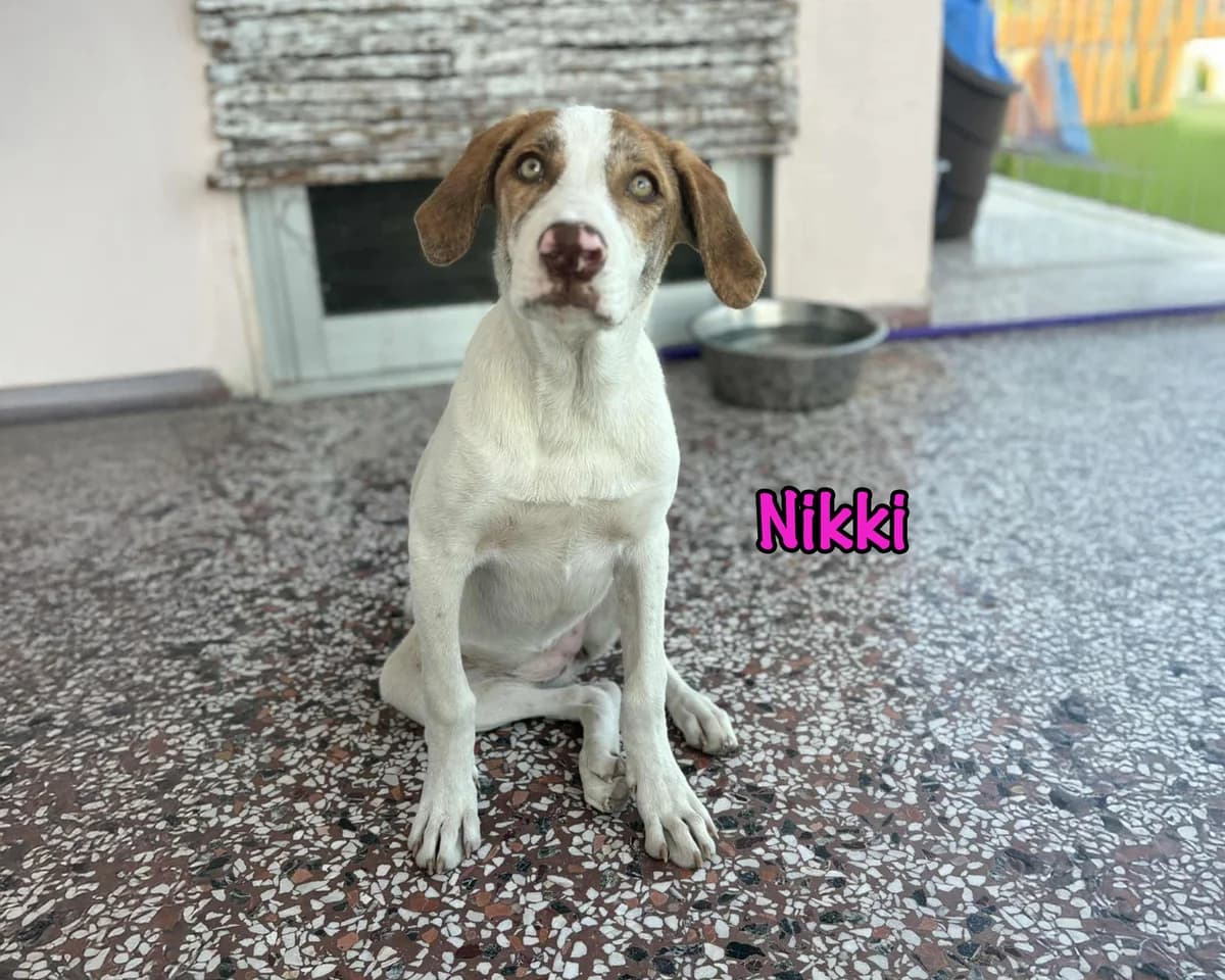 Nikki, female Mixed Breed for adoption at SOS-Dogs e.V.