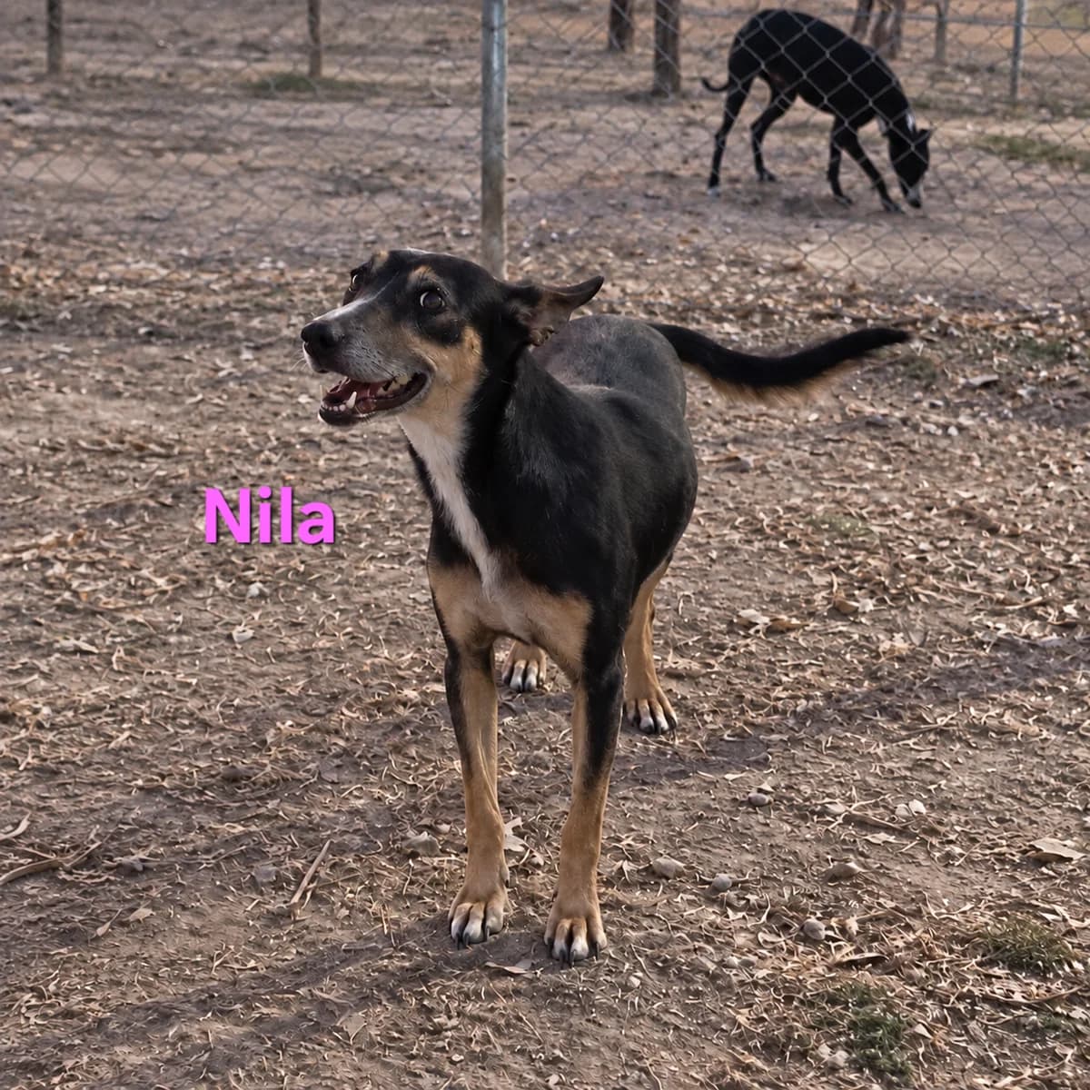 Nila, female Mixed Breed for adoption at SOS-Dogs e.V.