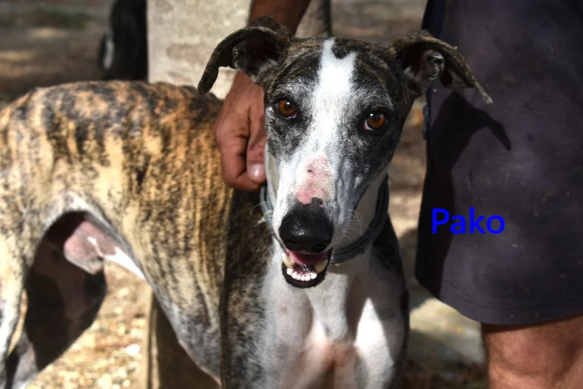 Pako, male 4yo Galgo Español for adoption at SOS-Dogs e.V.