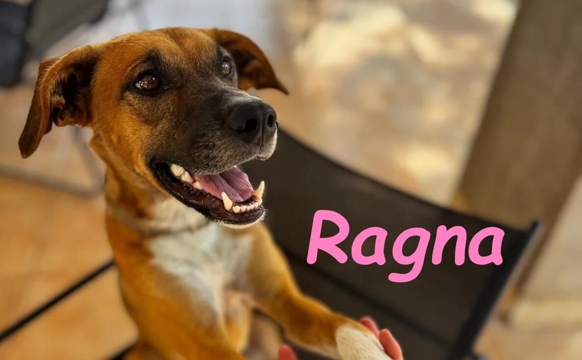 Ragna, female Mixed Breed for adoption at SOS-Dogs e.V.