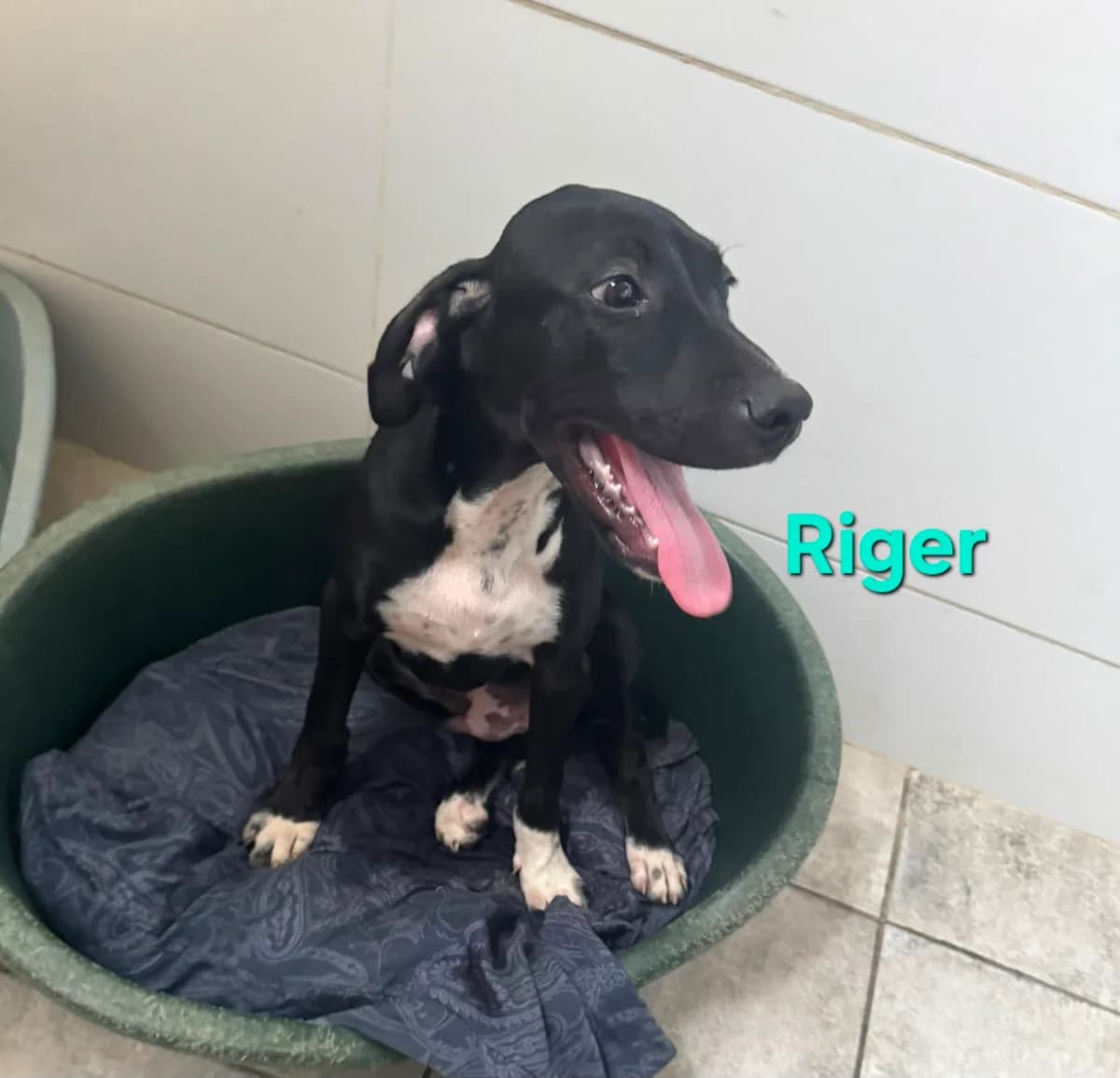 Riger, male Pointer for adoption at SOS-Dogs e.V.