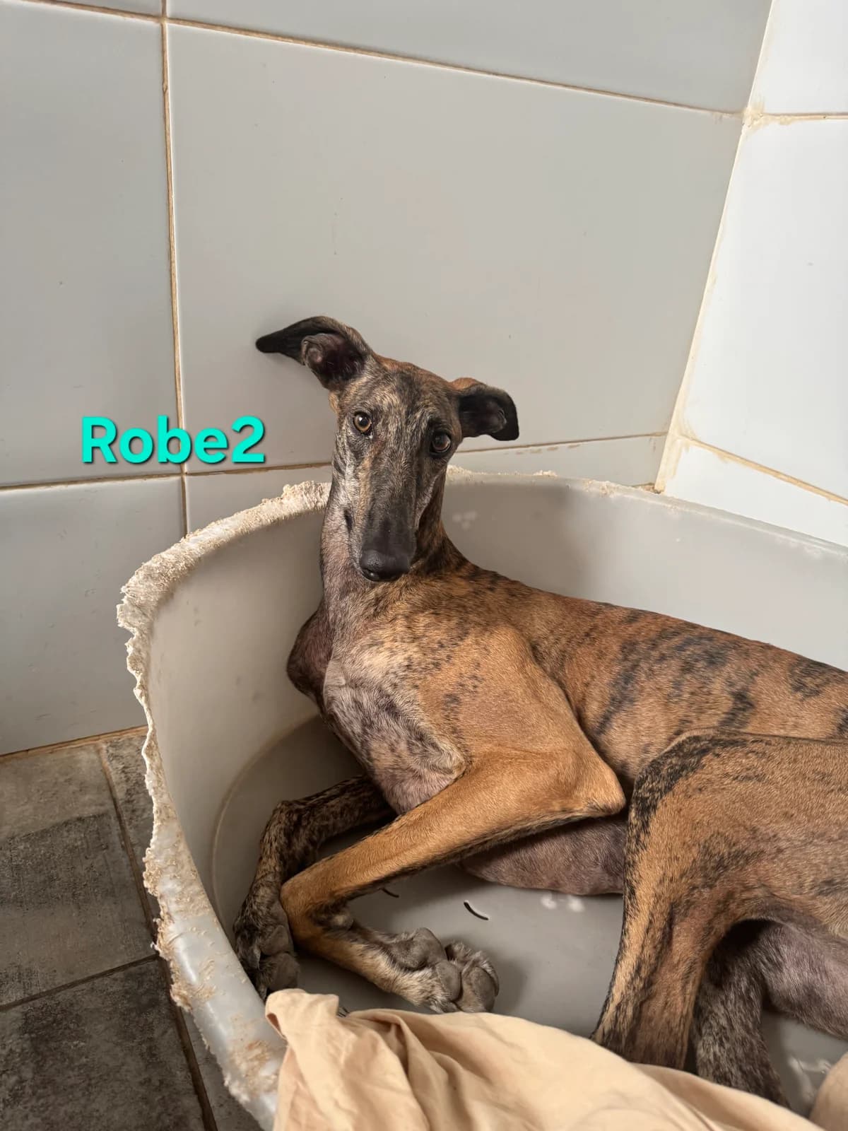 Robe2, male Galgo Español for adoption at SOS-Dogs e.V.