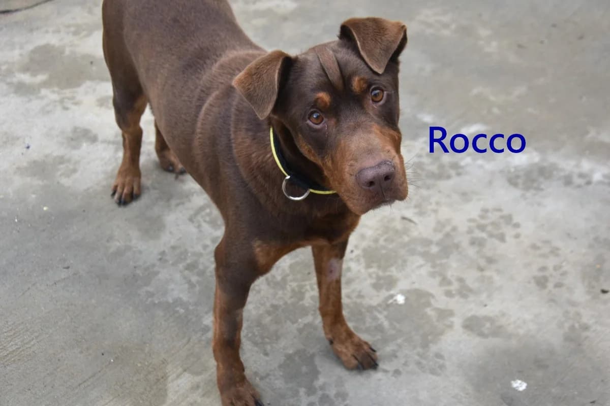 Rocco, male 4yo Labrador Retriever for adoption at SOS-Dogs e.V.