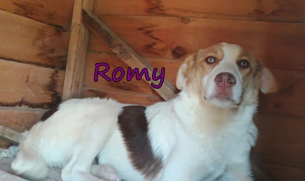 Romy, female young Mixed Breed for adoption at SOS-Dogs e.V.