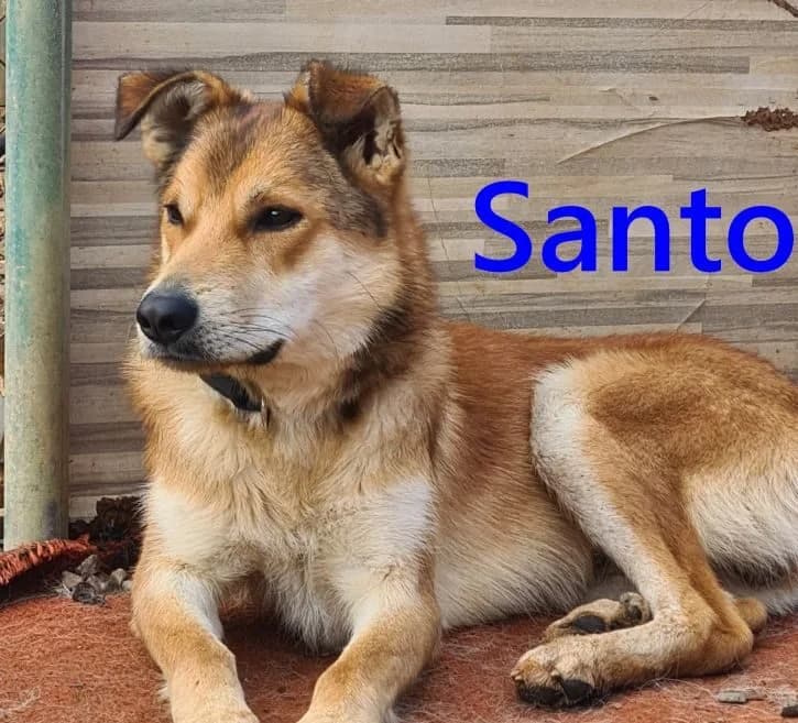 Santo, male young Mixed Breed for adoption at SOS-Dogs e.V.