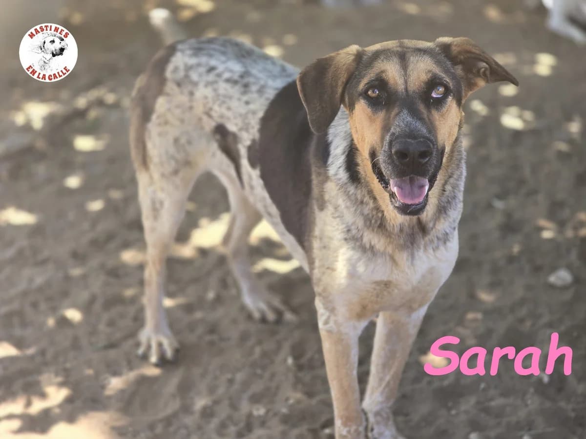 Sarah, female Mixed Breed for adoption at SOS-Dogs e.V.