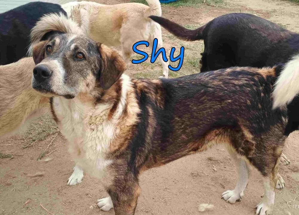 Shy, male 6yo Mixed Breed for adoption at SOS-Dogs e.V.