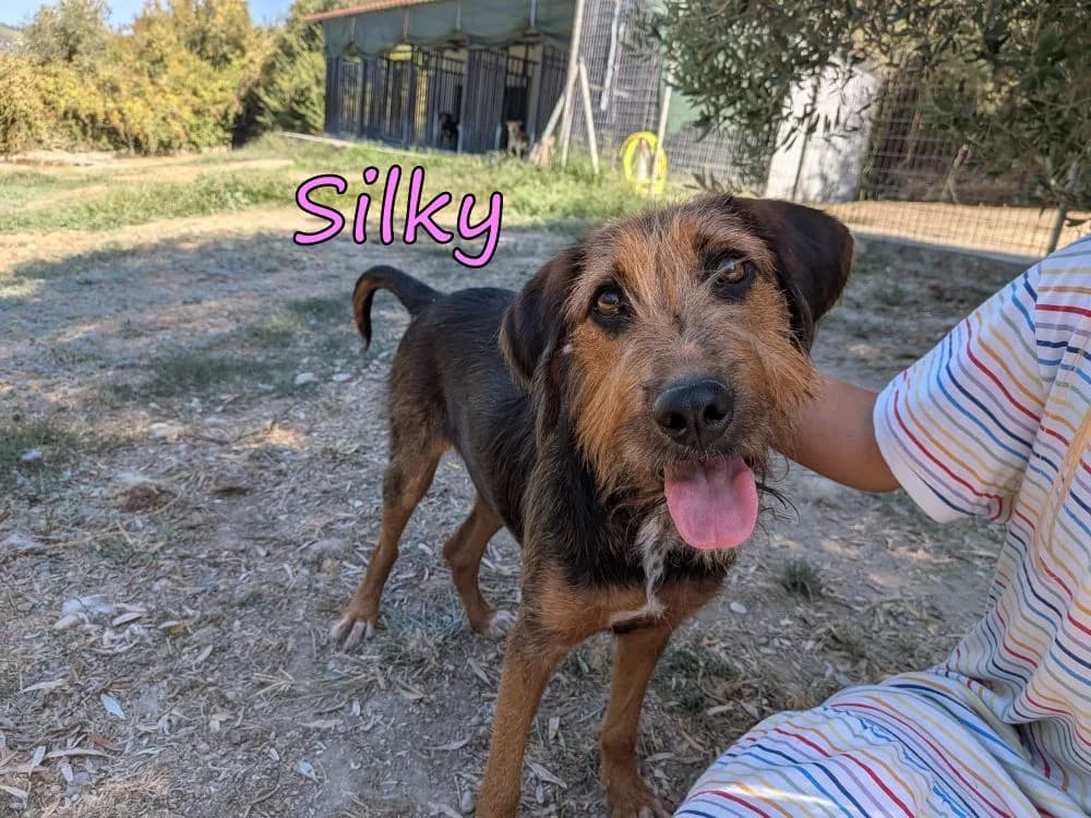 Silky, female young Mixed Breed for adoption at SOS-Dogs e.V.