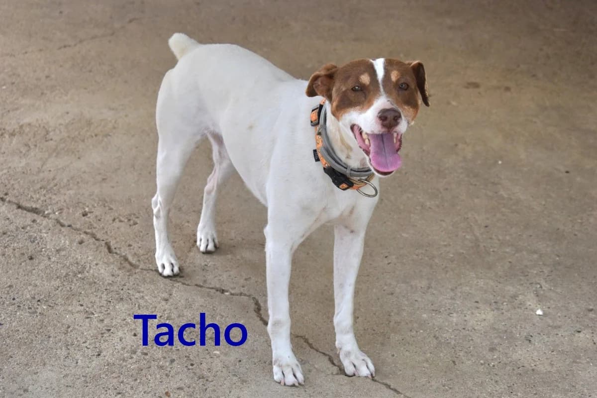 Tacho, male young mixed breed for adoption at SOS-Dogs e.V.