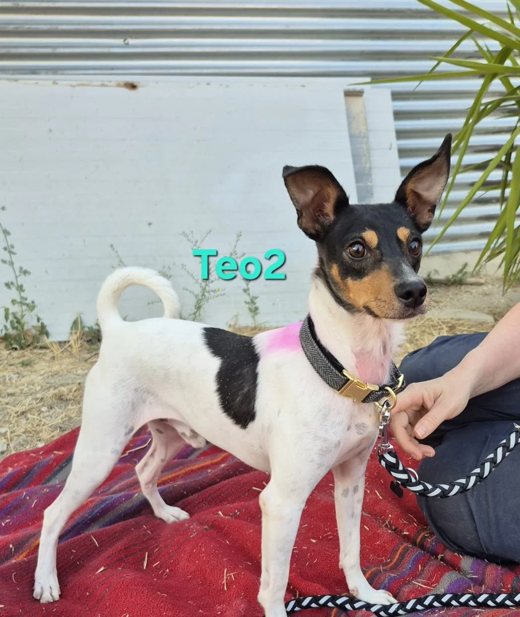 Teo2, male mixed breed for adoption at SOS-Dogs e.V.