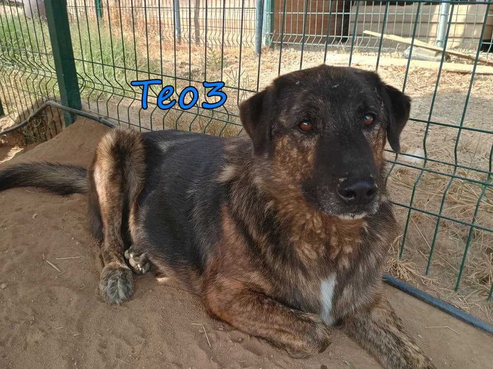 Teo3, male senior Mixed Breed for adoption at SOS-Dogs e.V.