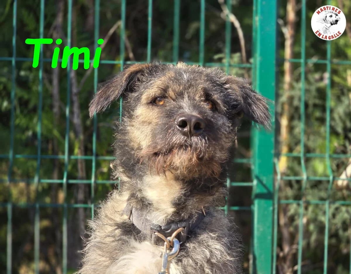 Timi, male mixed breed for adoption at SOS-Dogs e.V.