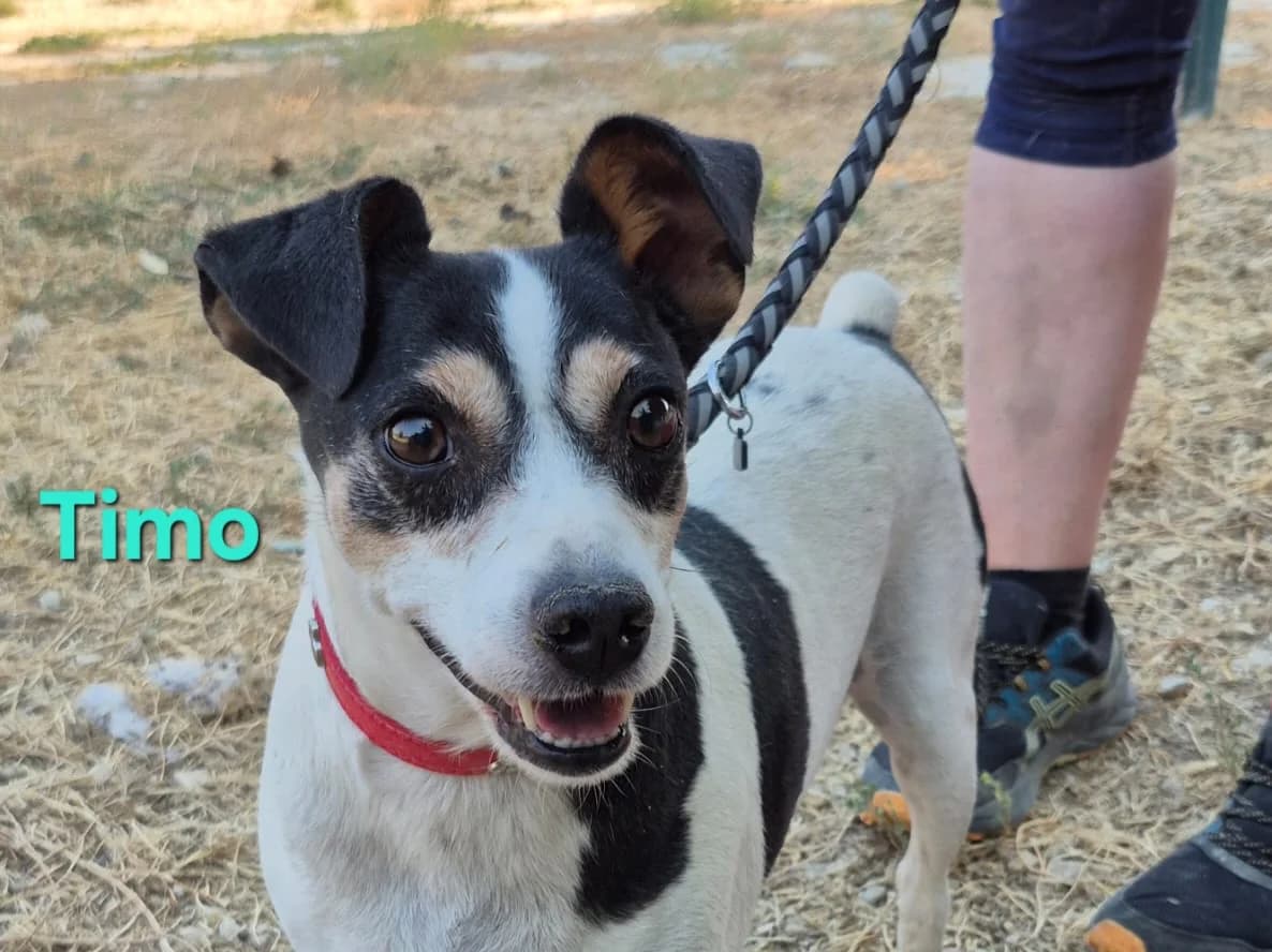 Timo, male mixed breed for adoption at SOS-Dogs e.V.