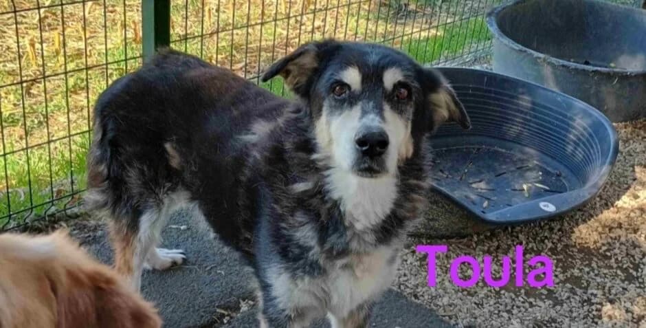Toula, female Mixed Breed for adoption at SOS-Dogs e.V.