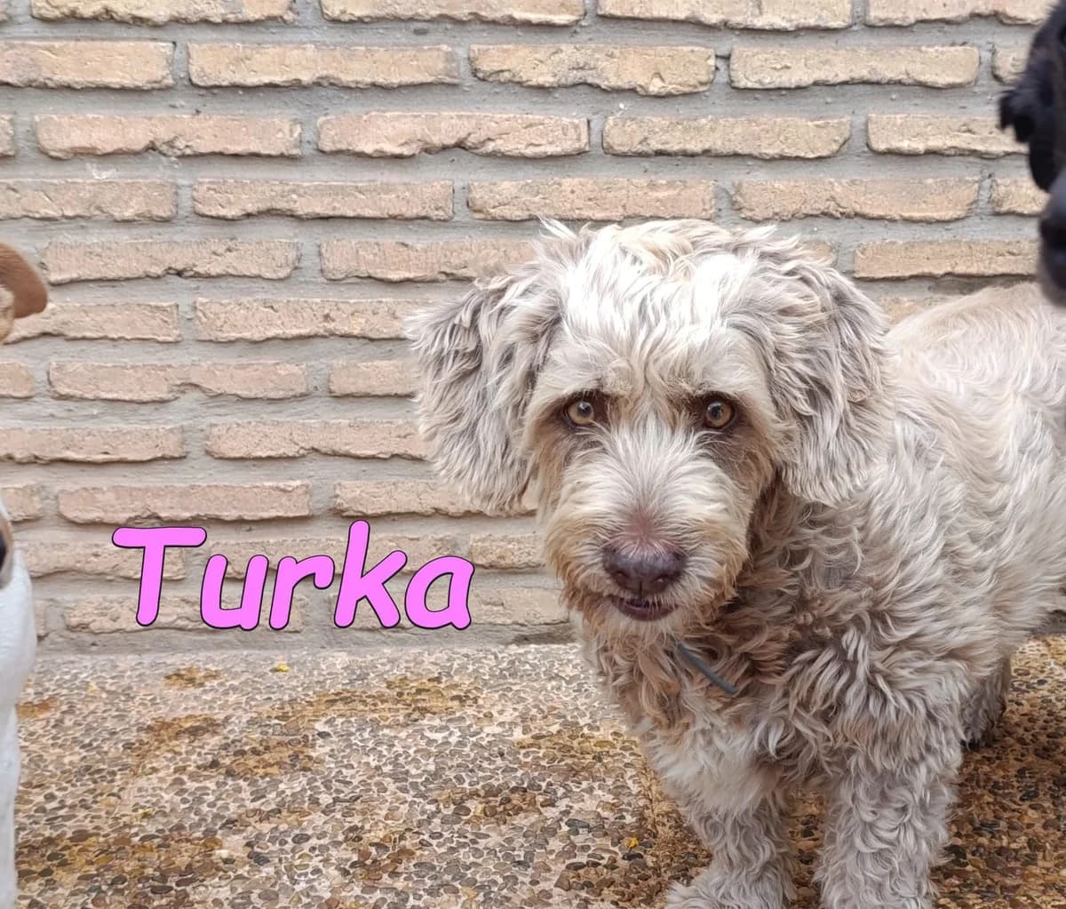 Turka, female mixed breed for adoption at SOS-Dogs e.V.