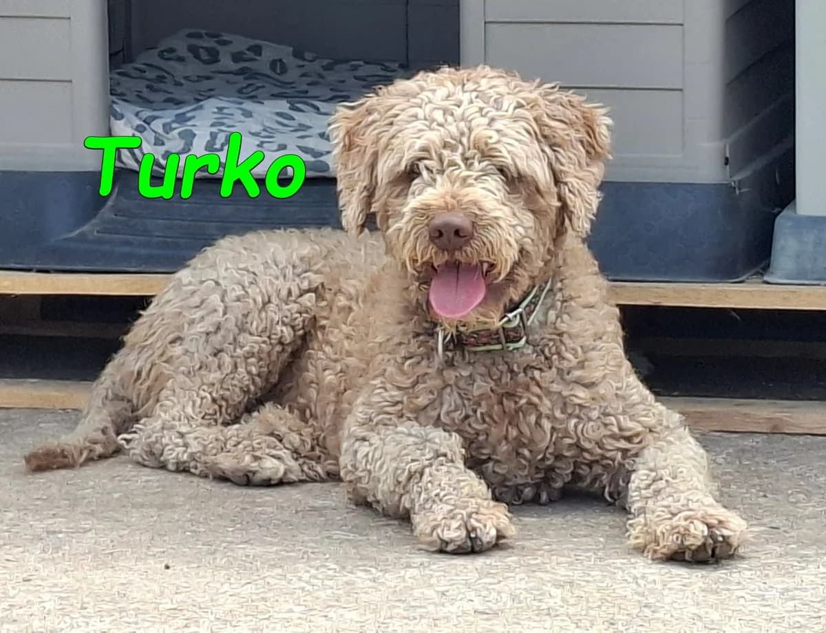 Turko, male mixed breed for adoption at SOS-Dogs e.V.