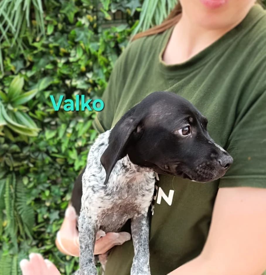 Valko, male Pointer for adoption at SOS-Dogs e.V.
