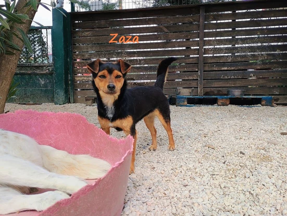 Zaza, female 4yo Mixed Breed for adoption at SOS-Dogs e.V.