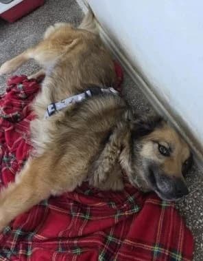 Maya will geliebt werden!, female young Mixed Breed for adoption at SOS-Strassentiere e.V., Berlin-Köpenick