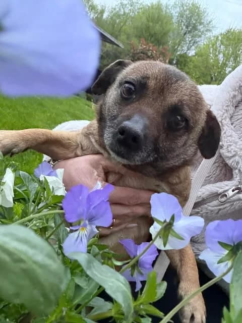 Traurige Mini-Wally sucht neue Familie, female 4yo Mixed Breed for adoption at SOS-Strassentiere e.V., Berlin-Köpenick