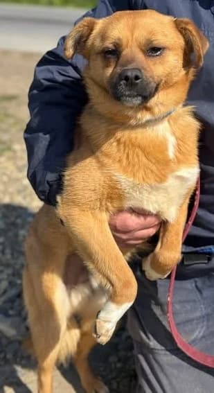 Schüchternes Peterle will endlich ankommen, male young Mixed Breed for adoption at SOS-Strassentiere e.V., Berlin-Köpenick