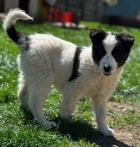 Sonnenschein-Welpin Raisa sprüht vor Lebensfreude, male puppy Mixed Breed for adoption at SOS-Strassentiere e.V., Berlin-Köpenick