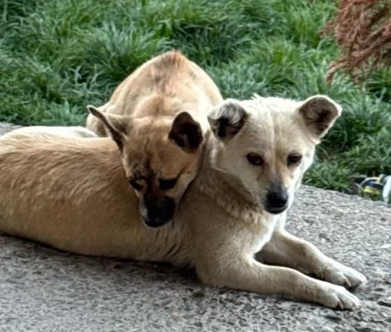 Lou & Leni – ein unzertrennliches Paar, beige female 3yo Mixed Breed for adoption at SOS-Strassentiere e.V., Berlin-Köpenick