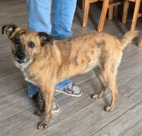 Agile Schmusehündin Mali sucht neues Zuhause, female 6yo Mixed Breed for adoption at SOS-Strassentiere e.V., Berlin-Köpenick