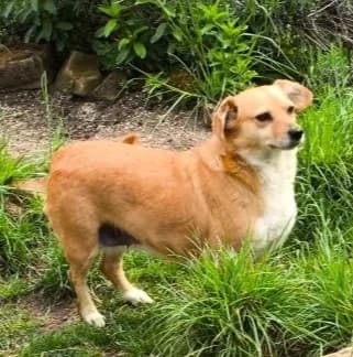 Bengy – liebe Hunde-Omi sucht liebevolles Zuhause, female senior Mixed Breed for adoption at SOS-Strassentiere e.V., Berlin-Köpenick
