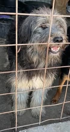 Einzelprinz Oliver will geliebt werden, male 5yo Mixed Breed for adoption at SOS-Strassentiere e.V., Berlin-Köpenick