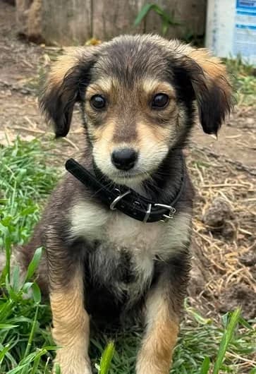 Elvira – ein schüchternes sucht Sicherheit und Geborgenheit, Mixed Breed (SOS-Strassentiere e.V.)