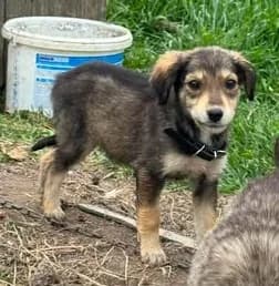 Elvira – ein schüchternes sucht Sicherheit und Geborgenheit, female puppy Mixed Breed for adoption at SOS-Strassentiere e.V., Berlin-Köpenick