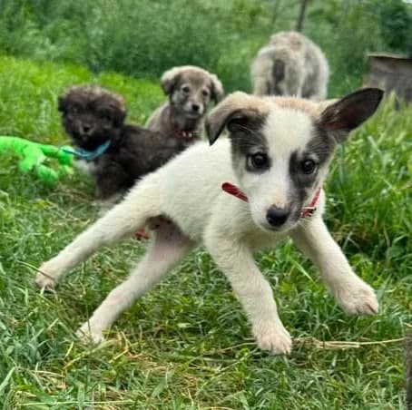 Elisa – ein hübsches Welpenkind voller Leben und Liebe, female puppy Mixed Breed for adoption at SOS-Strassentiere e.V., Berlin-Köpenick