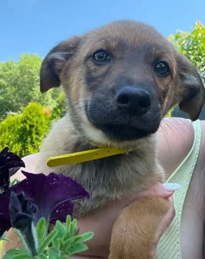 Welpenmädchen Adela sucht das Glück, female puppy Mixed Breed for adoption at SOS-Strassentiere e.V., Berlin-Köpenick