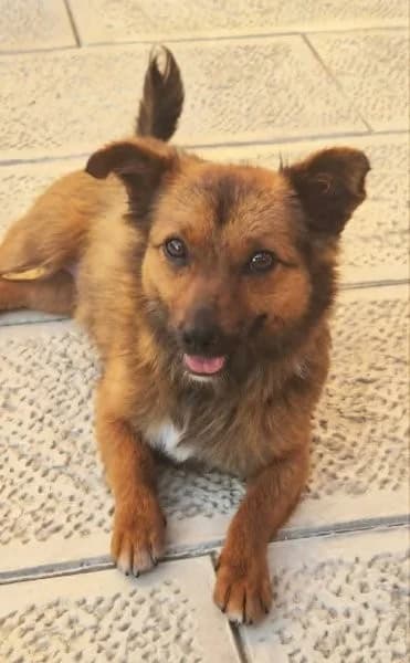 Klein Mika sucht großartiges Zuhause, female young Mixed Breed for adoption at SOS-Strassentiere e.V., Berlin-Köpenick