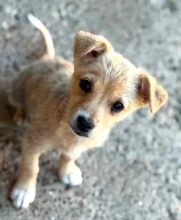 Kessie – ein Welpenmädchen zum Verlieben, female puppy Mixed Breed for adoption at SOS-Strassentiere e.V., Berlin-Köpenick