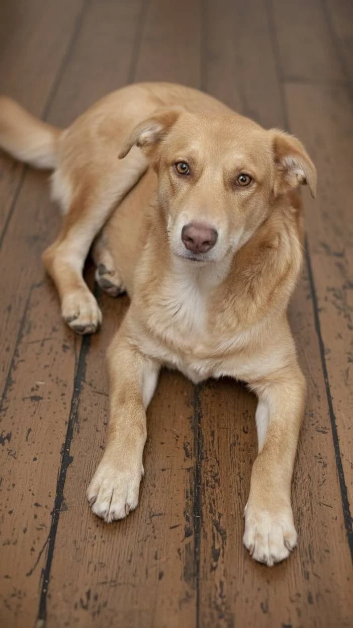Junghund Vlad sucht einfühlsames Zuhause, male young Mixed Breed for adoption at SOS-Strassentiere e.V., Berlin-Köpenick