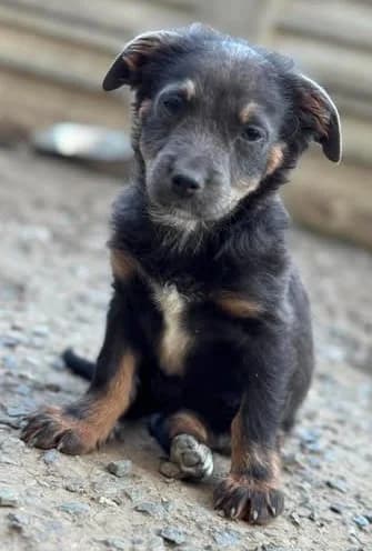 Verlassene Lorina sucht neues Glück, female puppy Mixed Breed for adoption at SOS-Strassentiere e.V., Berlin-Köpenick