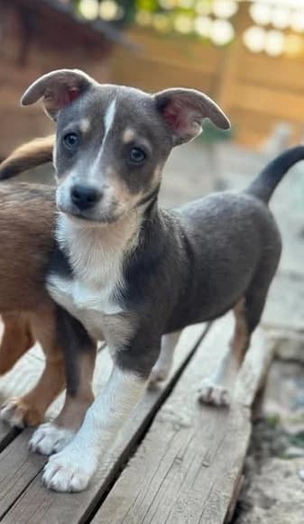 Hundekind Lydia will endlich ankommen, female puppy Mixed Breed for adoption at SOS-Strassentiere e.V., Berlin-Köpenick