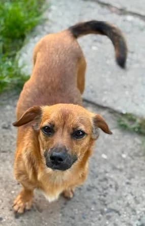 Sanfte Mini-Mama Cherie mit dem goldenen Herzen, female young Mixed Breed for adoption at SOS-Strassentiere e.V., Berlin-Köpenick
