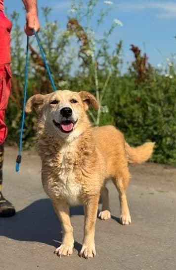 Einfach nur lieb und dankbar, female 7yo Mixed Breed for adoption at SOS-Strassentiere e.V., Berlin-Köpenick