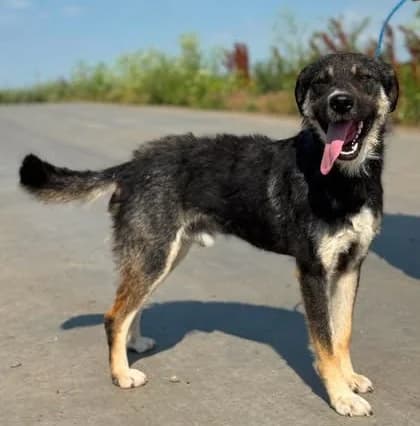 Verspielter Fidelio, male young Mixed Breed for adoption at SOS-Strassentiere e.V., Berlin-Köpenick